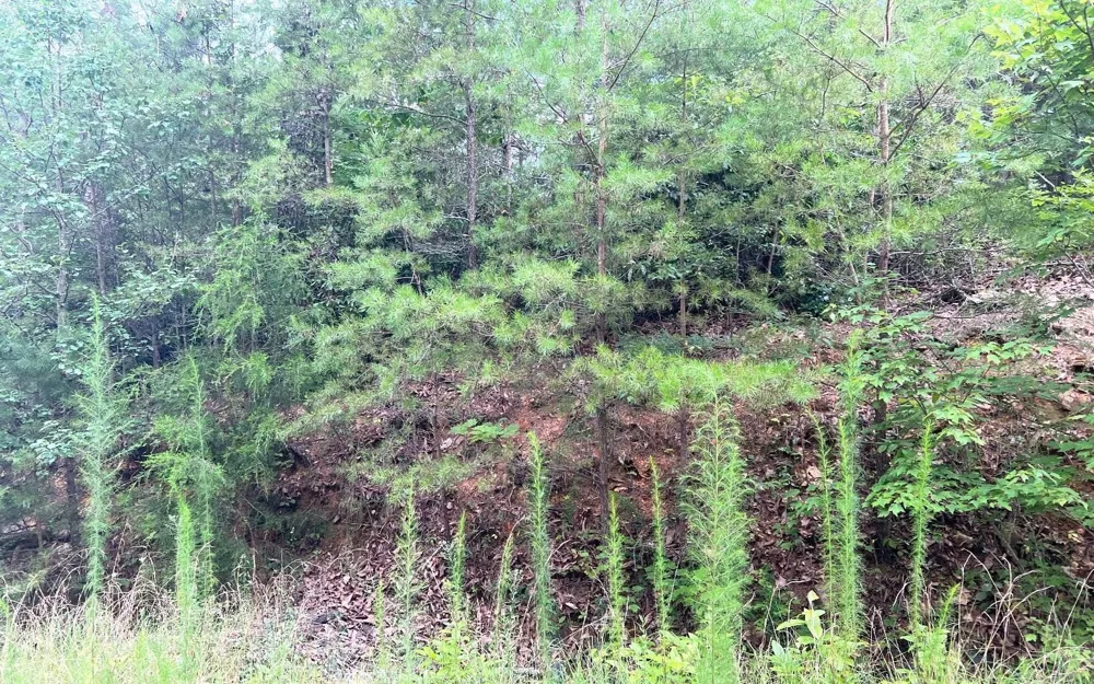 LOT 8 Preserve At Beach Mountain Brasstown, NC 28902