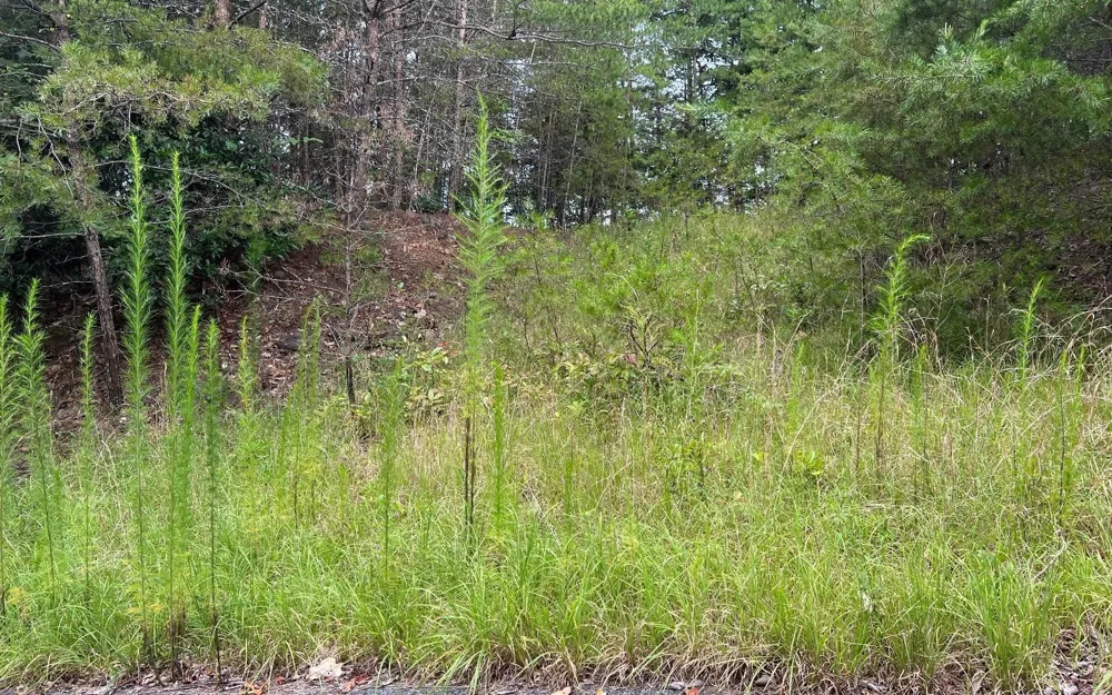 LOT 8 Preserve At Beach Mountain Brasstown, NC 28902