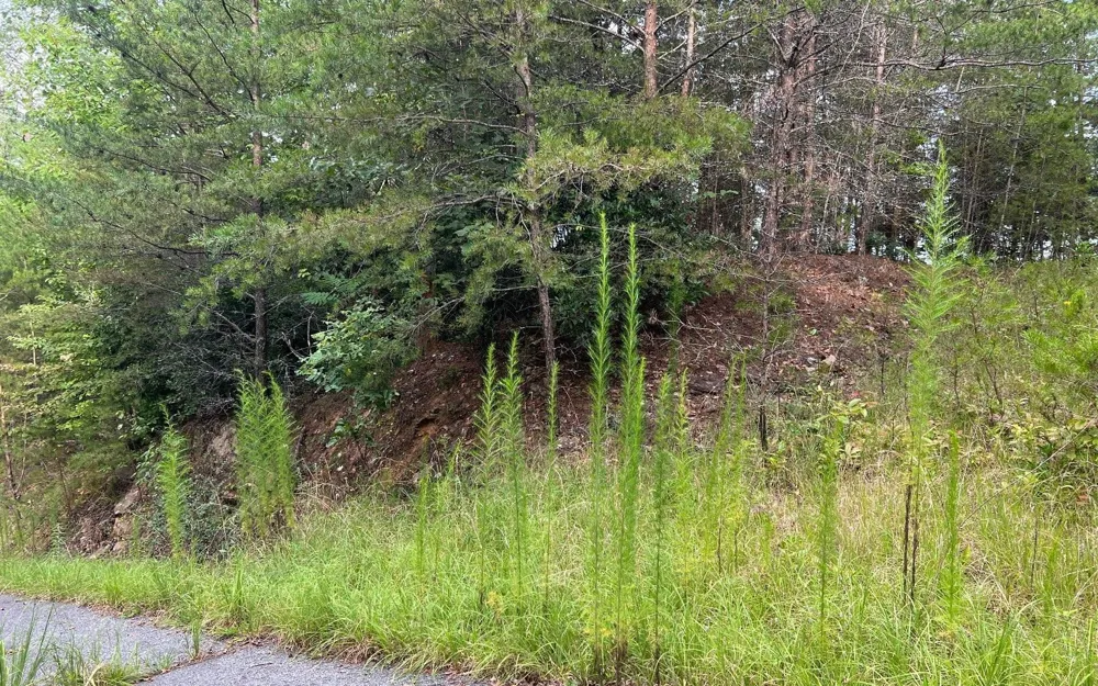 LOT 8 Preserve At Beach Mountain Brasstown, NC 28902