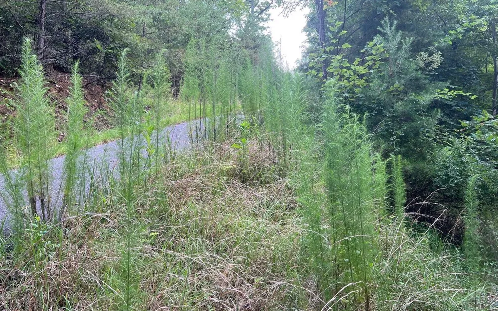 LOT 13 Preserve At Beach Mountain Brasstown, NC 28902