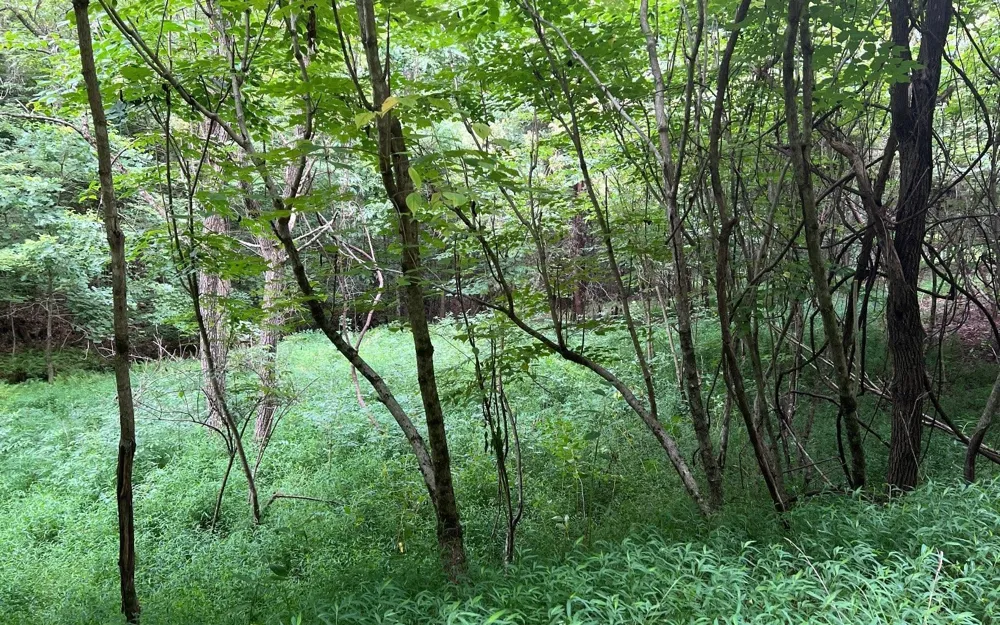 LOT 13 Preserve At Beach Mountain Brasstown, NC 28902