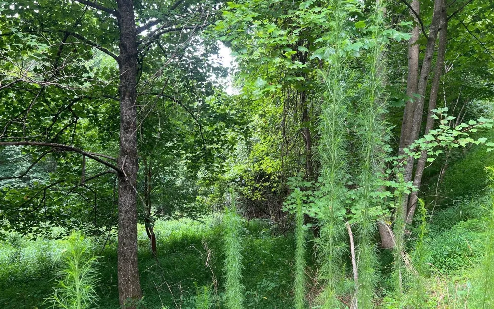 LOT 13 Preserve At Beach Mountain Brasstown, NC 28902