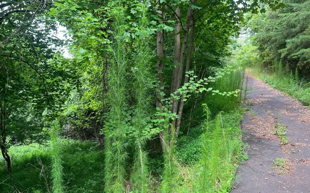 LOT 13 Preserve At Beach Mountain Brasstown, NC 28902