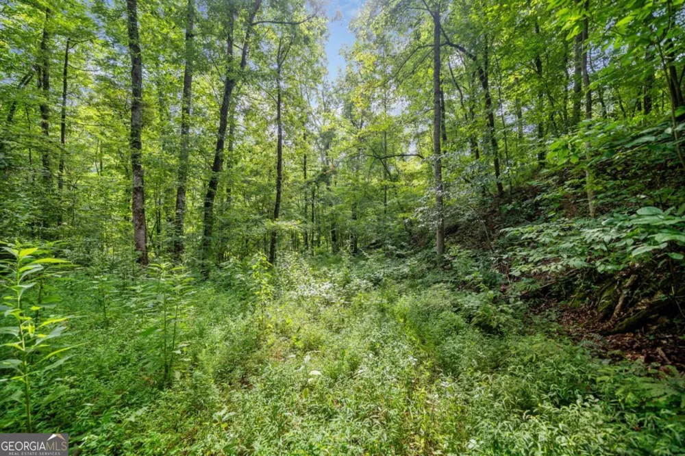 3.11 Acres Cove RD Jasper, GA 30143