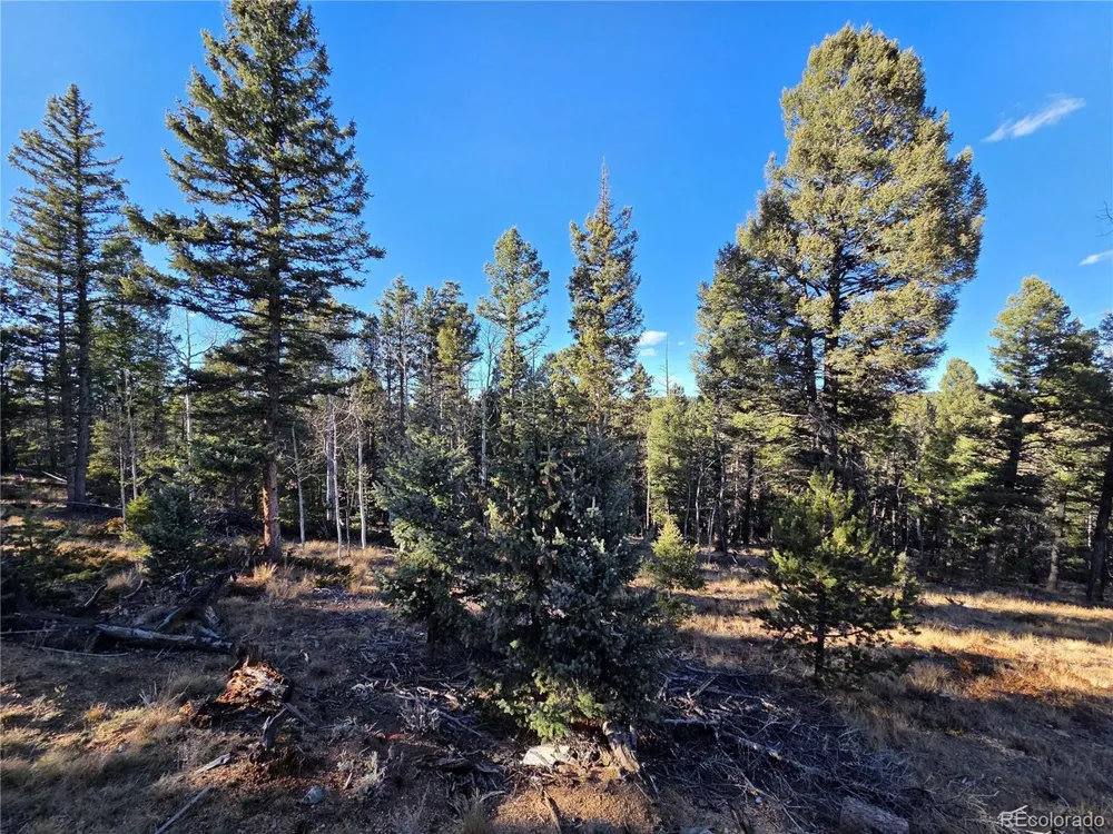 1434 Blue Mesa Drive Divide, CO 80814