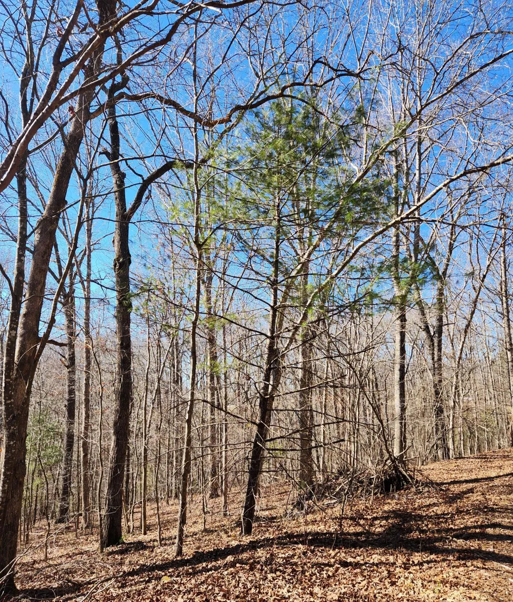 20 Devon Loop Crossville, TN 38558