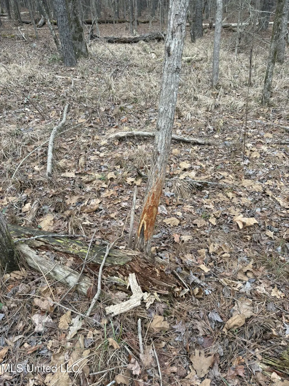 County Road 2211 Kosciusko, MS 39090
