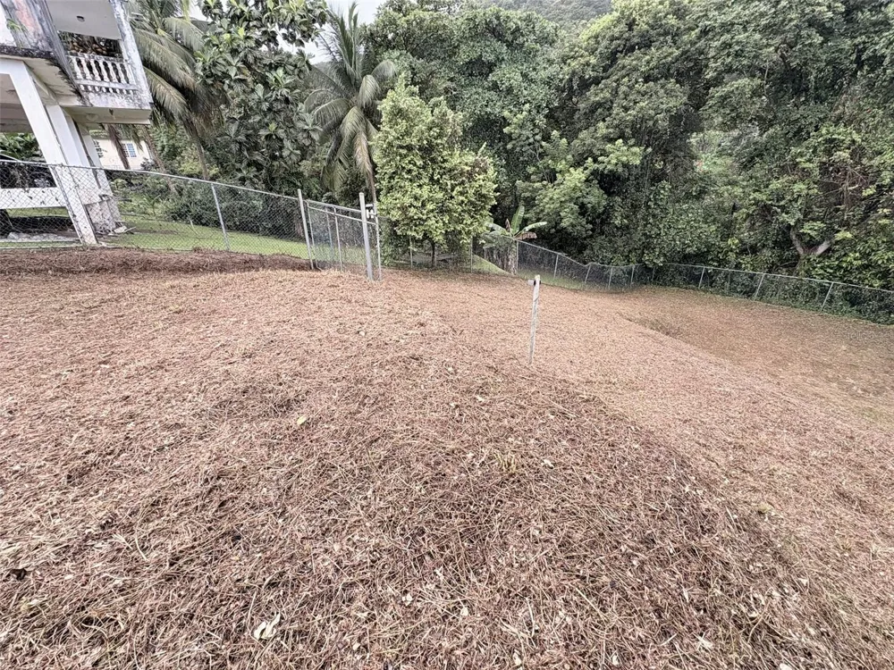 BO PITAHAYA Luquillo, PR 00773