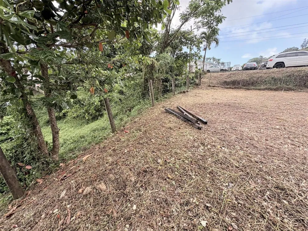 BO PITAHAYA Luquillo, PR 00773