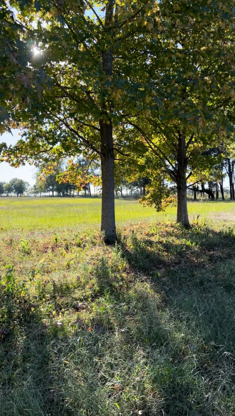 5335 Cravens Rd Savannah, TN 38372