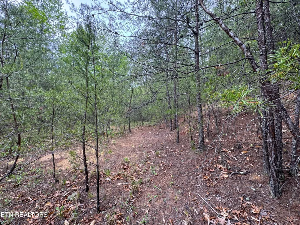 376 Summer House Hollow Rd Del Rio, TN 37727