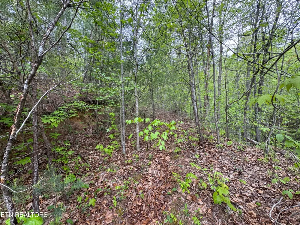 376 Summer House Hollow Rd Del Rio, TN 37727