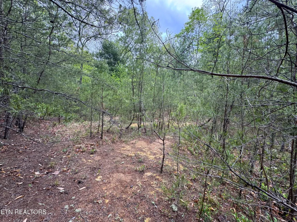 376 Summer House Hollow Rd Del Rio, TN 37727
