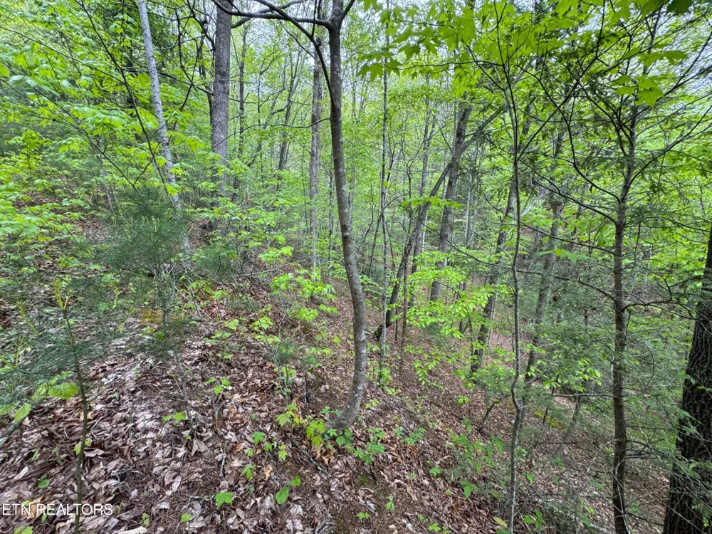 376 Summer House Hollow Rd Del Rio, TN 37727