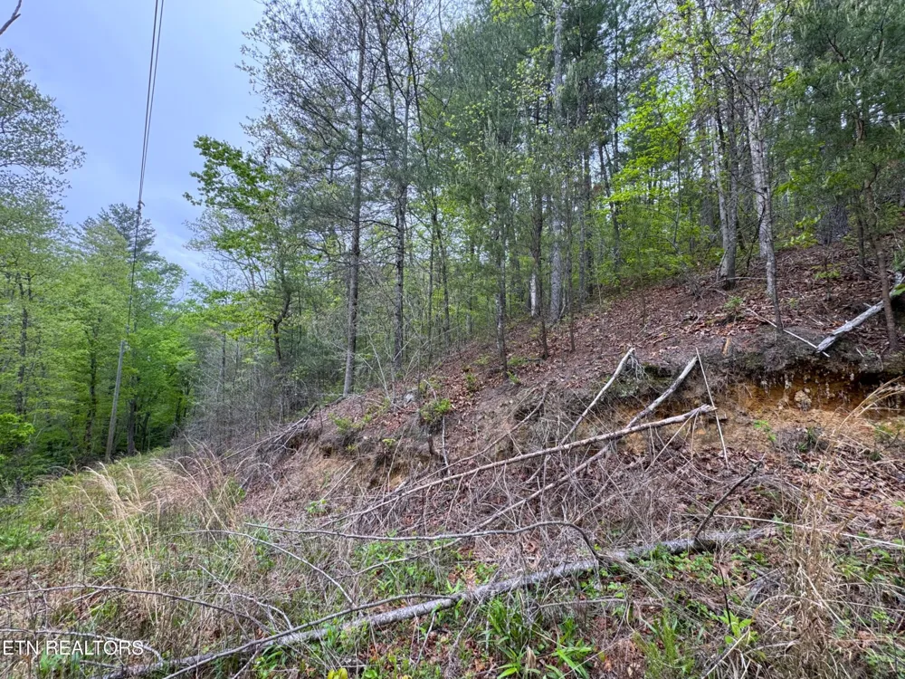 376 Summer House Hollow Rd Del Rio, TN 37727
