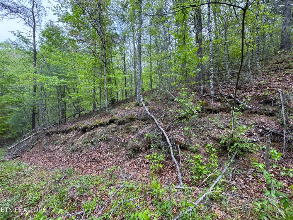 376 Summer House Hollow Rd Del Rio, TN 37727