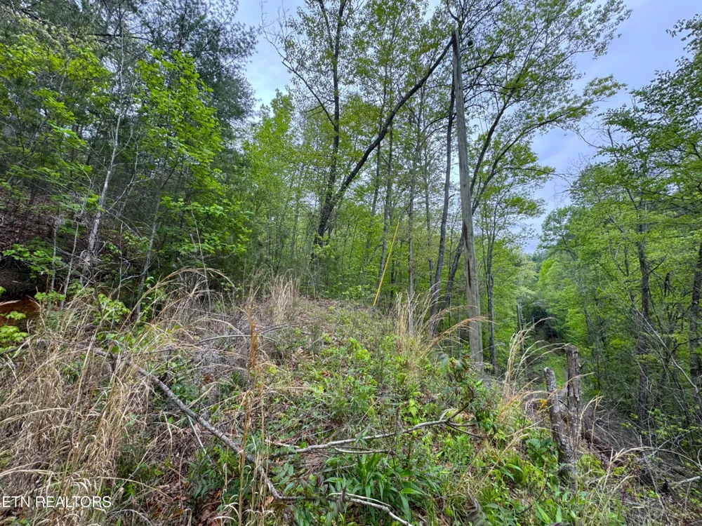 376 Summer House Hollow Rd Del Rio, TN 37727