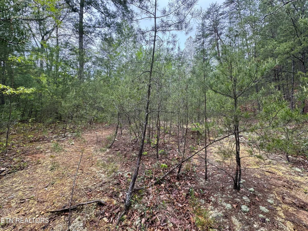 376 Summer House Hollow Rd Del Rio, TN 37727