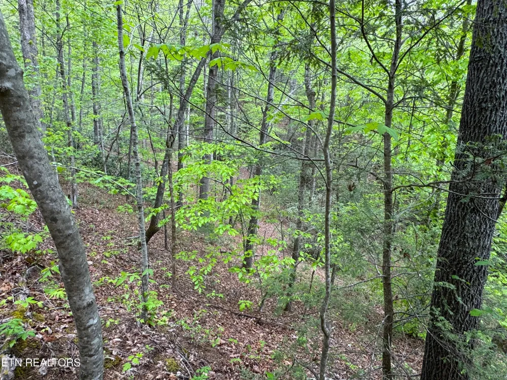 376 Summer House Hollow Rd Del Rio, TN 37727