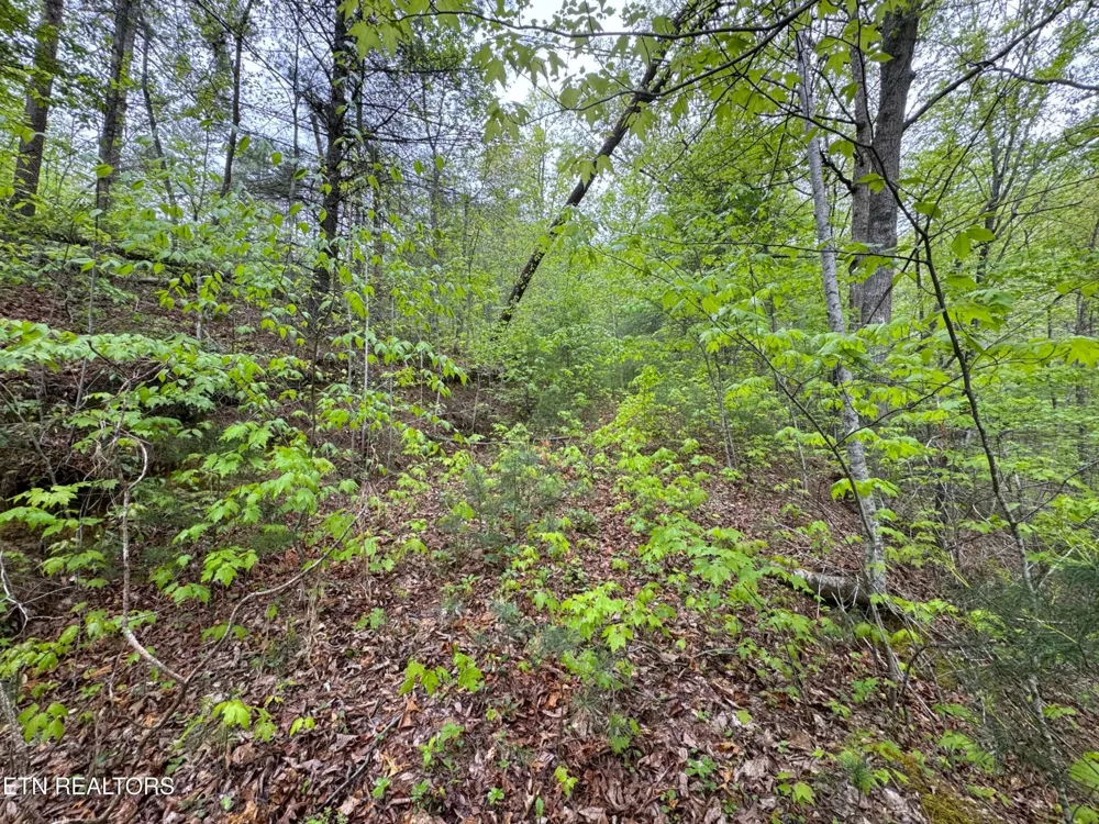 376 Summer House Hollow Rd Del Rio, TN 37727