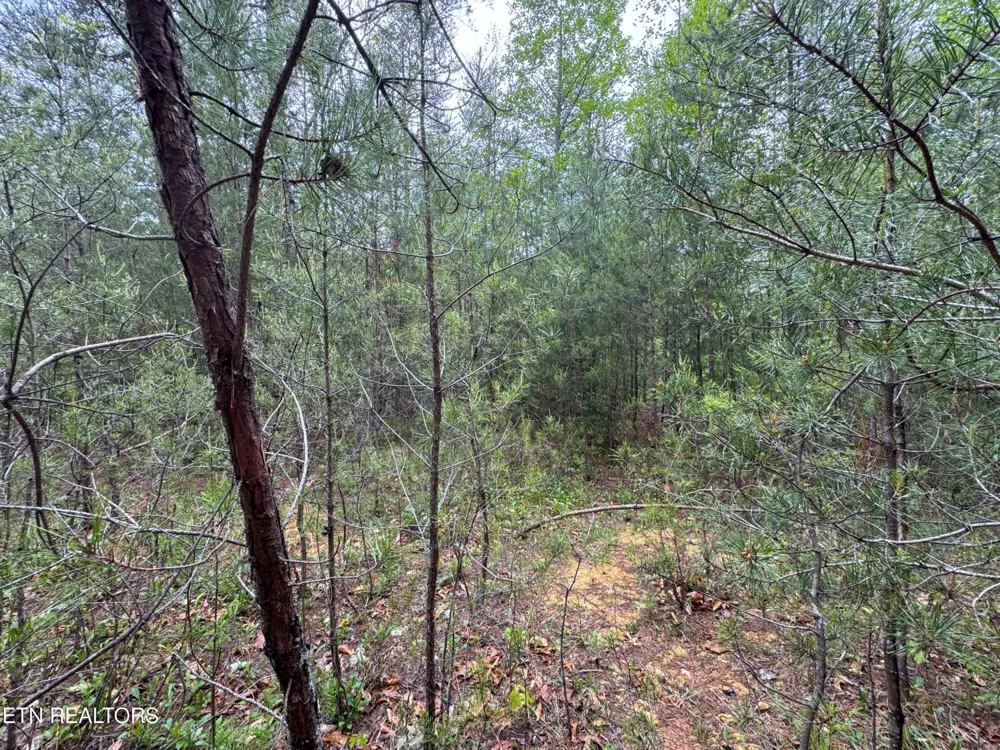 376 Summer House Hollow Rd Del Rio, TN 37727