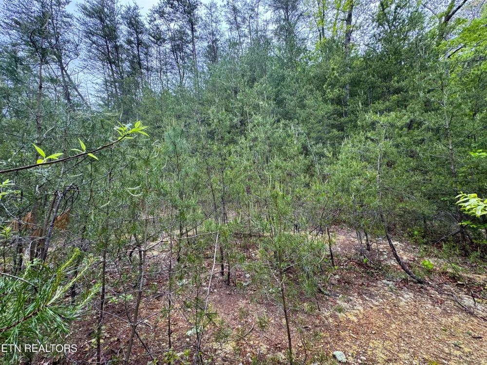 376 Summer House Hollow Rd Del Rio, TN 37727