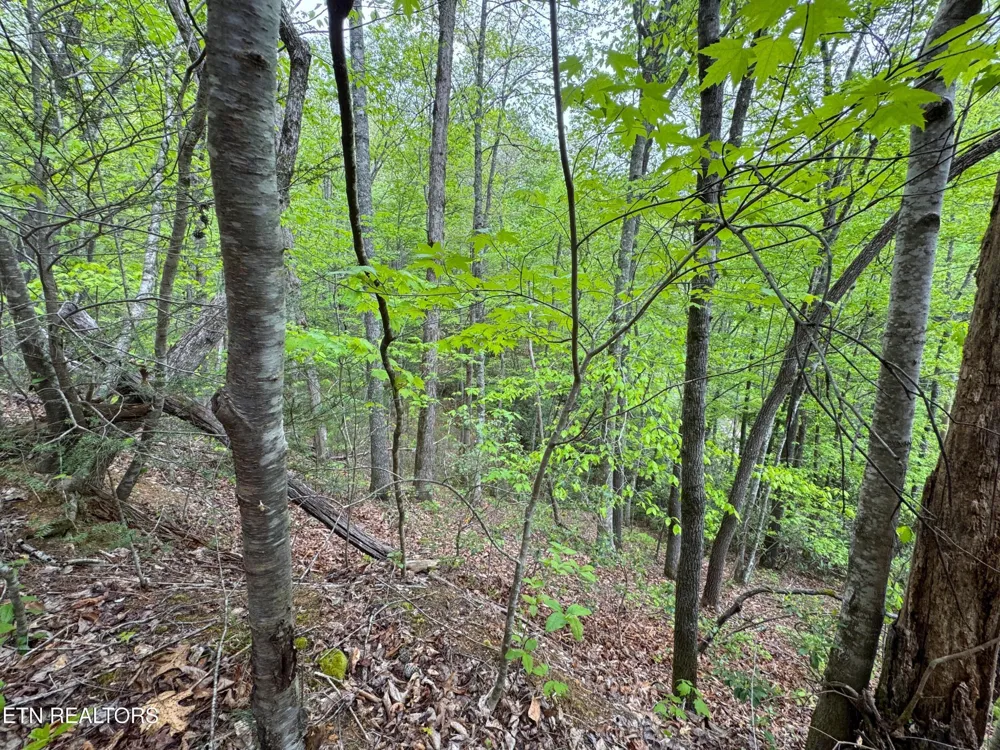 376 Summer House Hollow Rd Del Rio, TN 37727