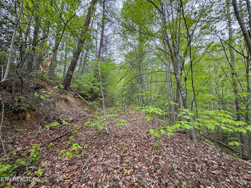 376 Summer House Hollow Rd Del Rio, TN 37727