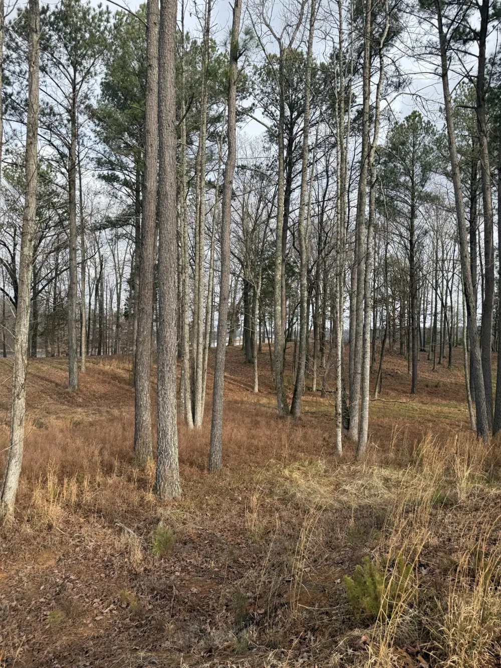 0 Stately Oak Dr Huntingdon, TN 38344