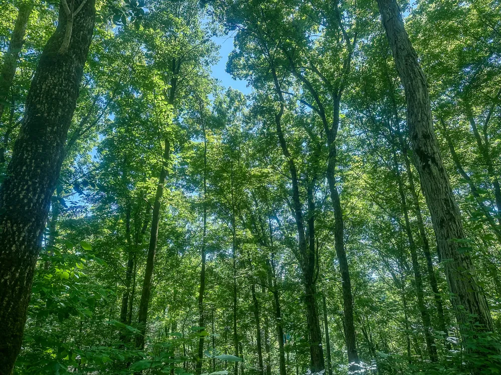 0 Mayberry Prong Rd Linden, TN 37096