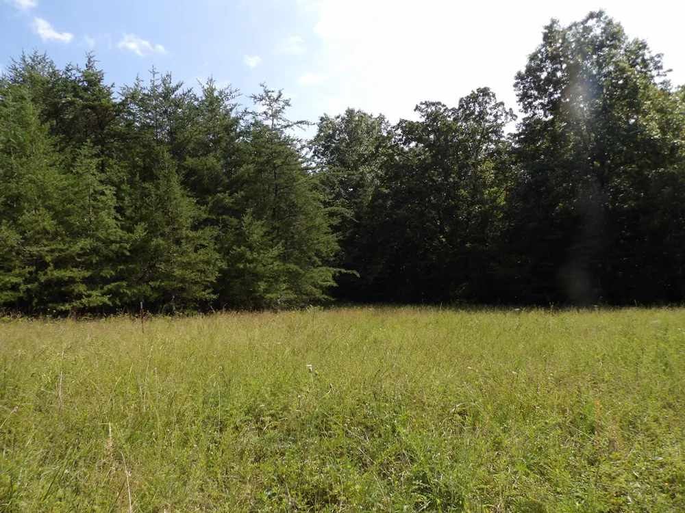 243 Mountain View Drive Deer Lodge, TN 37726