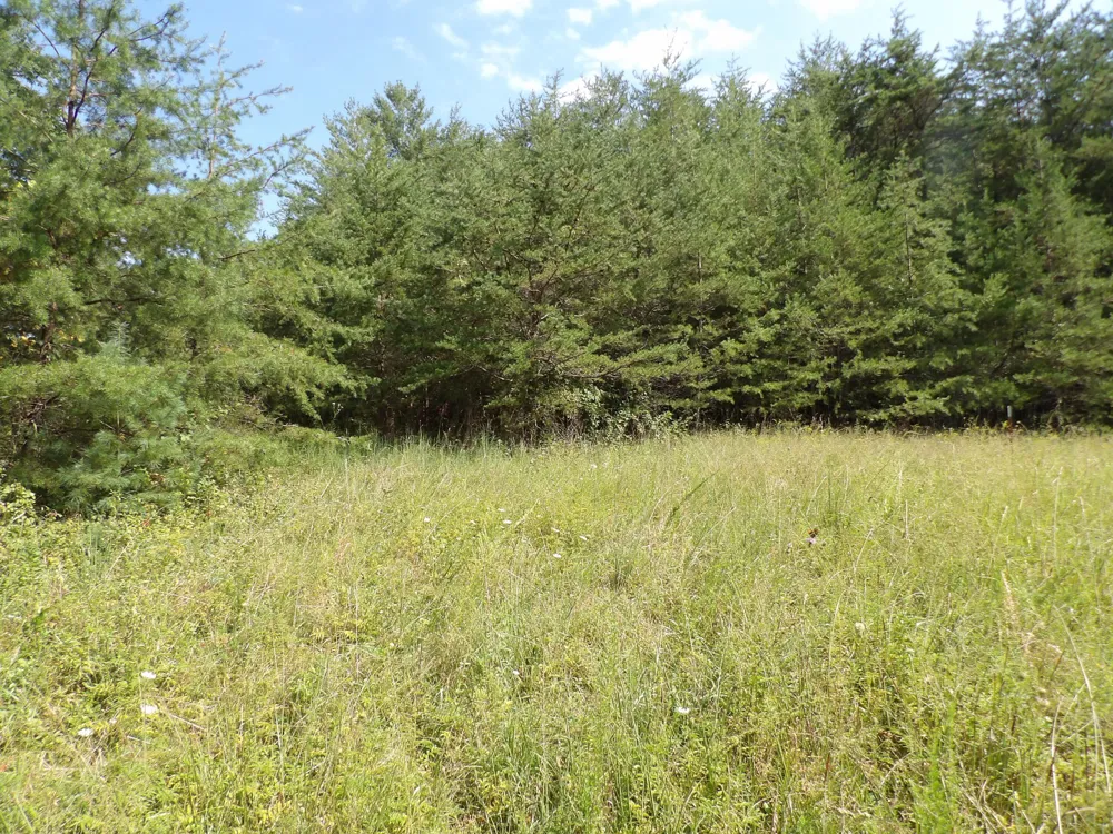 243 Mountain View Drive Deer Lodge, TN 37726