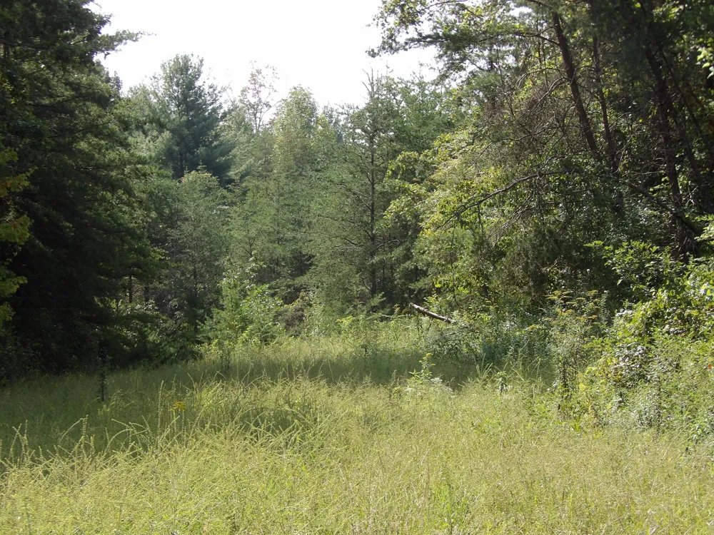 243 Mountain View Drive Deer Lodge, TN 37726