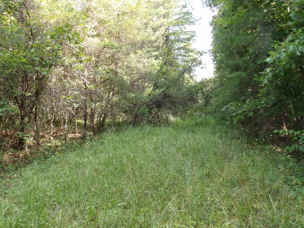 243 Mountain View Drive Deer Lodge, TN 37726
