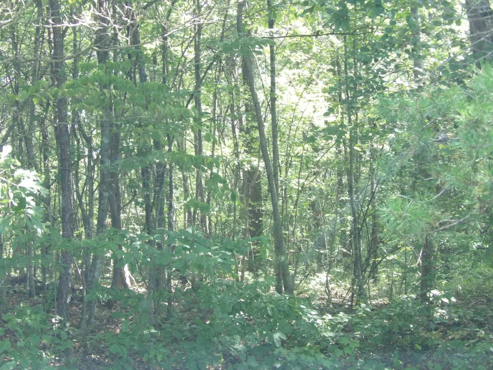 243 Mountain View Drive Deer Lodge, TN 37726