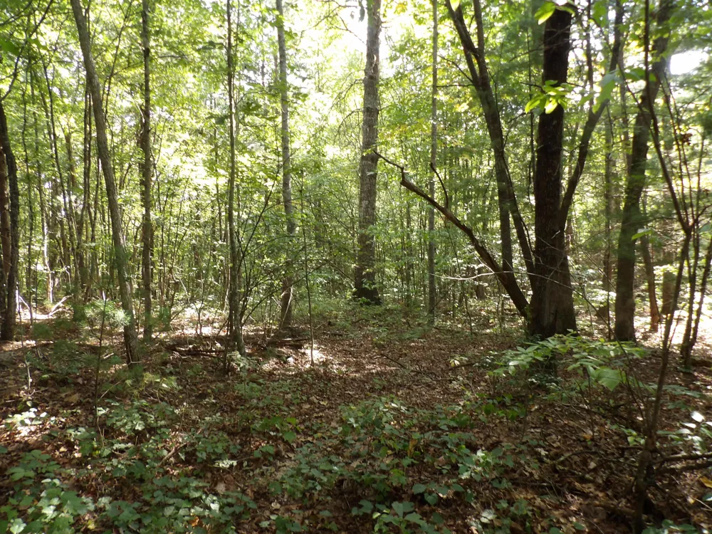 243 Mountain View Drive Deer Lodge, TN 37726