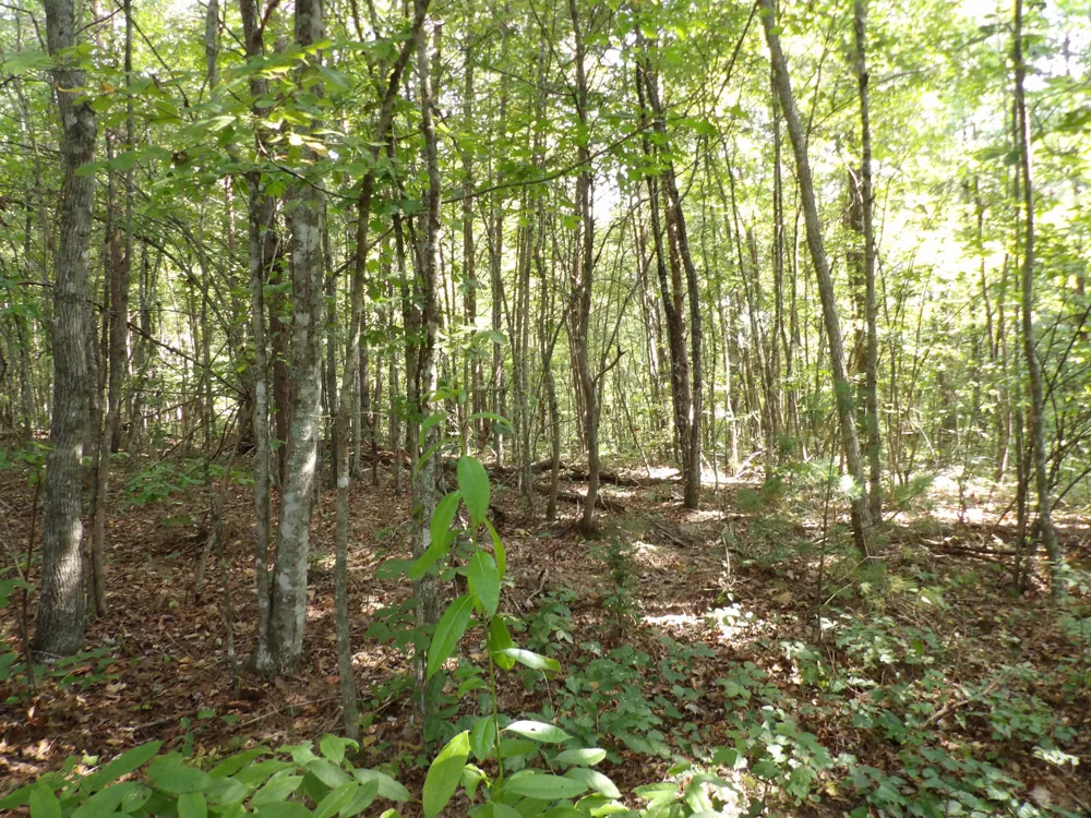 243 Mountain View Drive Deer Lodge, TN 37726