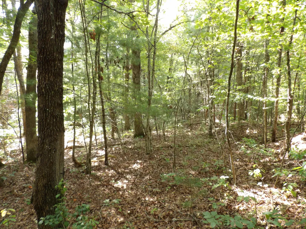 243 Mountain View Drive Deer Lodge, TN 37726