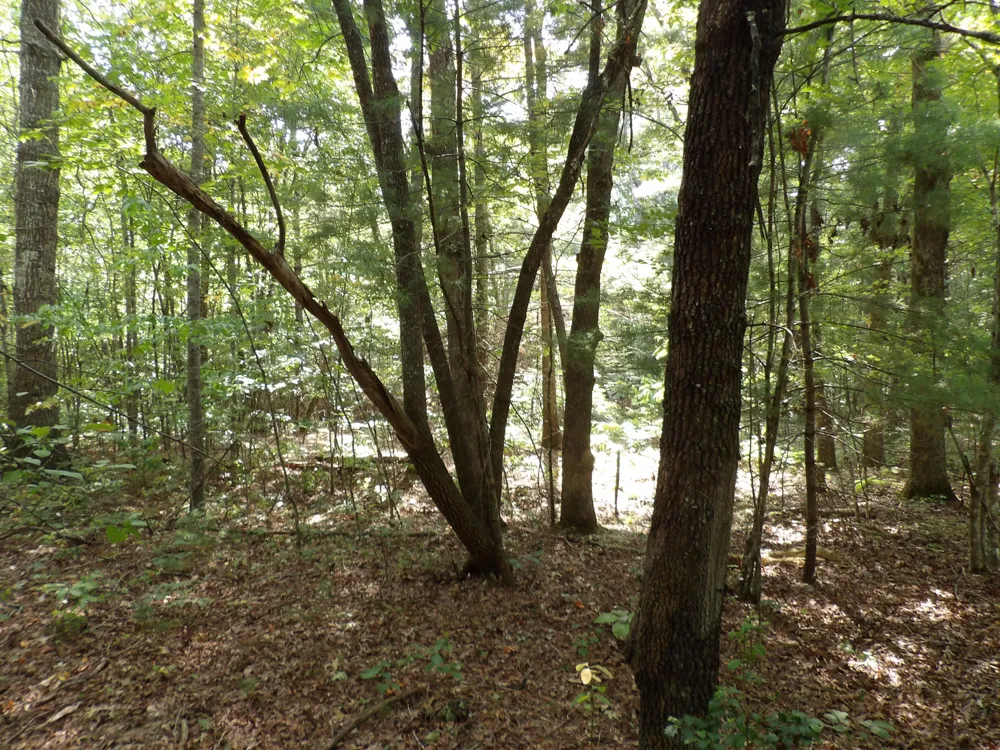 243 Mountain View Drive Deer Lodge, TN 37726