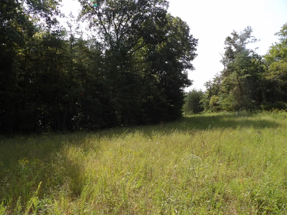 243 Mountain View Drive Deer Lodge, TN 37726