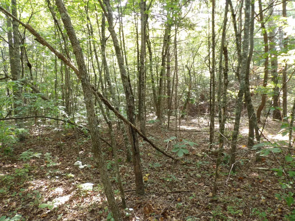 243 Mountain View Drive Deer Lodge, TN 37726