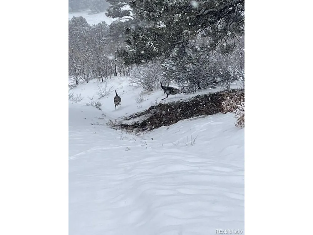 2613 Pheasant Loop Westcliffe, CO 81252