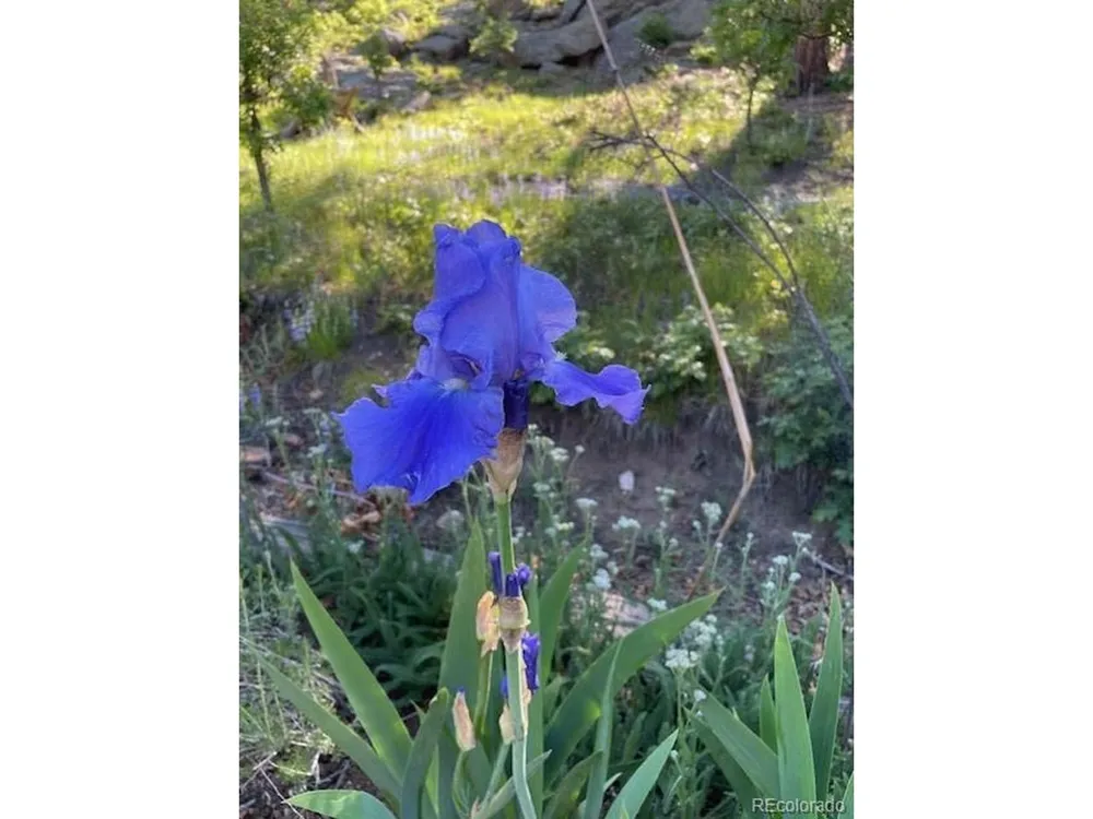 2613 Pheasant Loop Westcliffe, CO 81252