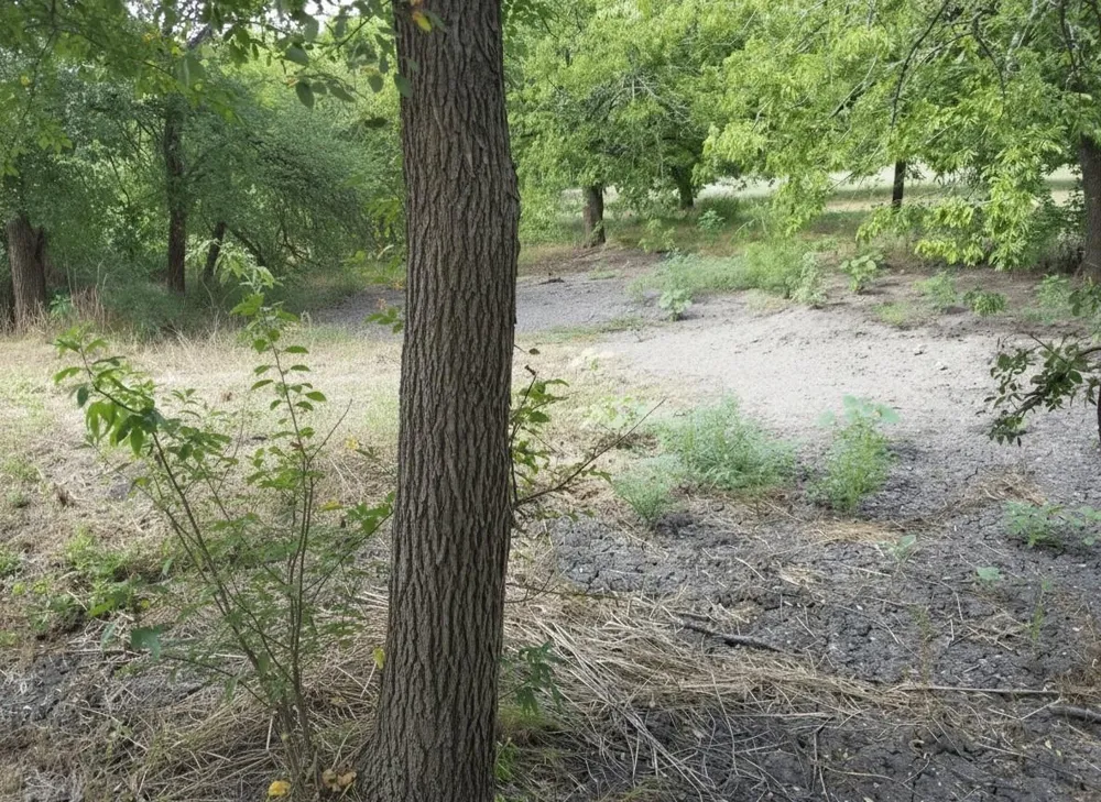 11913 Mcangus Road Del Valle, TX 78617