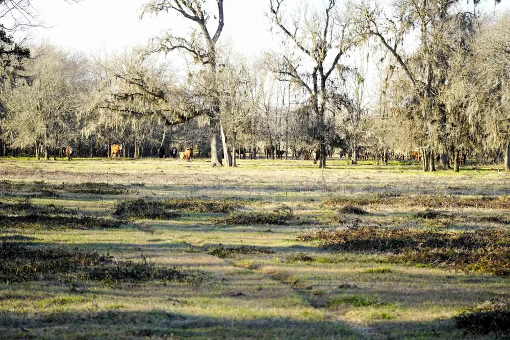 1458 Fm-1458 Pattison, TX 77423