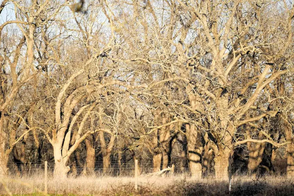 1458 Fm-1458 Pattison, TX 77423
