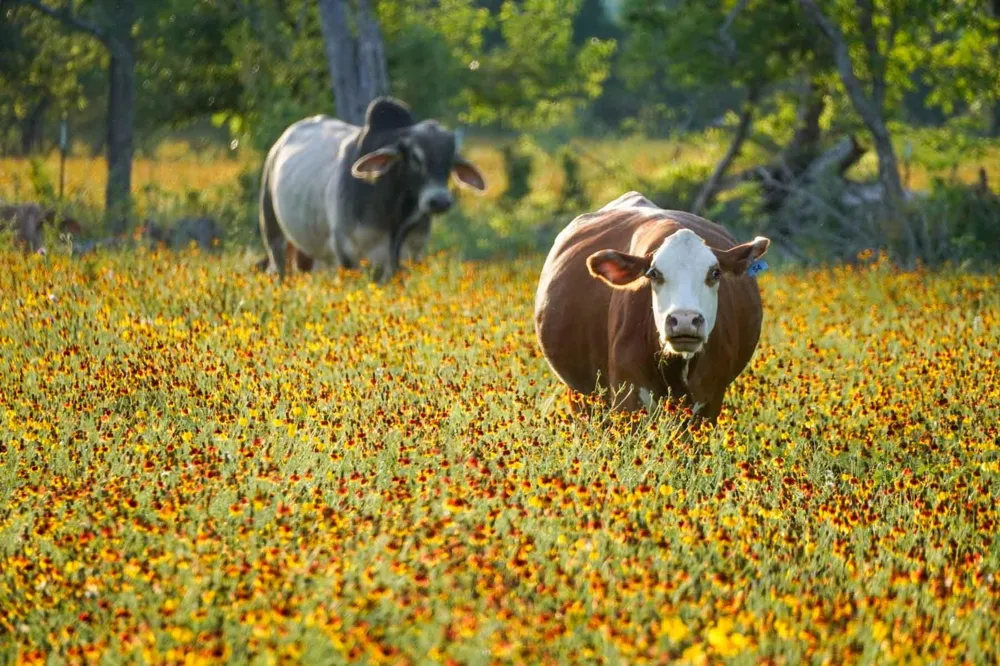 1458 Fm-1458 Pattison, TX 77423