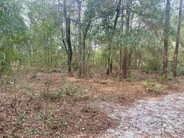 NW 11TH AVENUE Bell, FL 32619