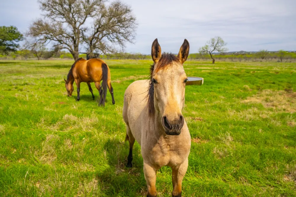 3019 S Highway 16 Llano, TX 78643