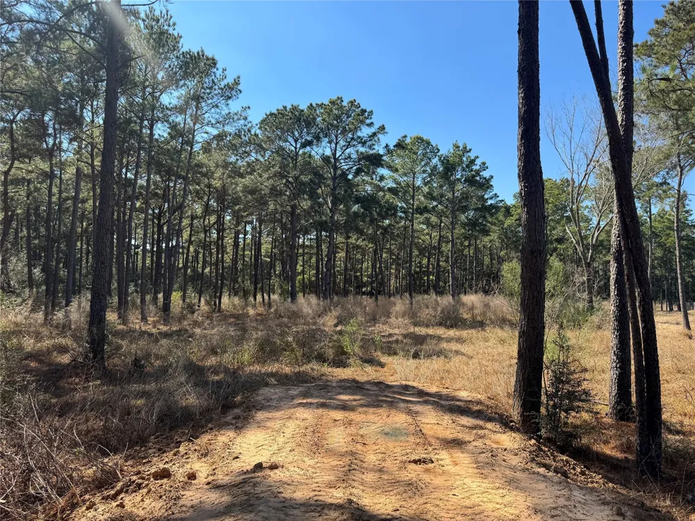 Grant Road Cypress, TX 77429